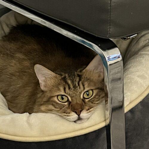 Alexandria, Adoptable, Young Female Domestic Long Hair.