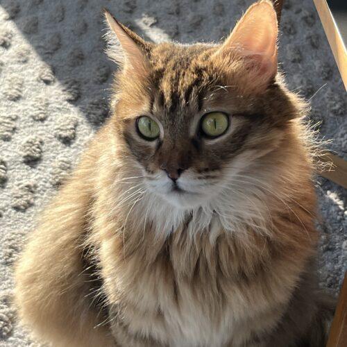 Enlarge Alexandria, a Adoptable Domestic Long Hair in Toronto, ON image 3/6