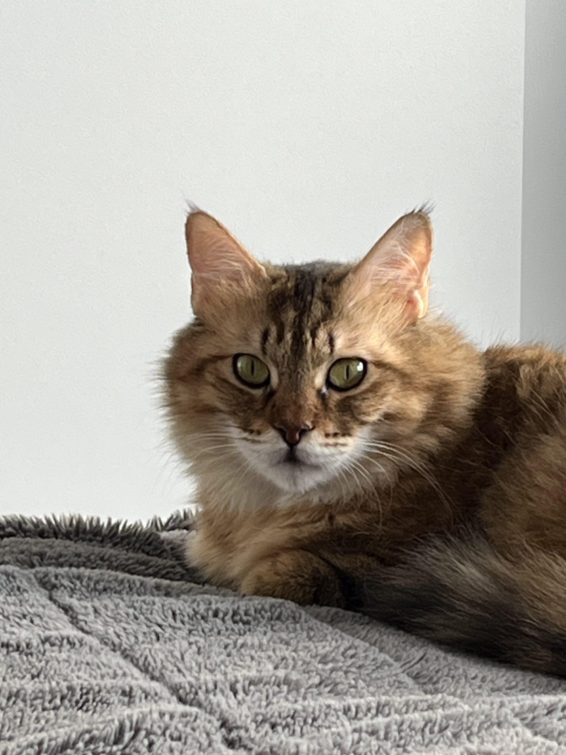 Enlarge Alexandria, a Adoptable Domestic Long Hair in Toronto, ON image 4/6