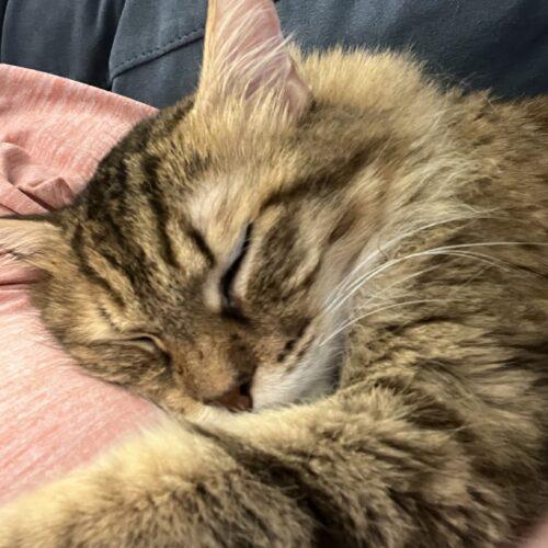 Enlarge Alexandria, a Adoptable Domestic Long Hair in Toronto, ON image 3/5