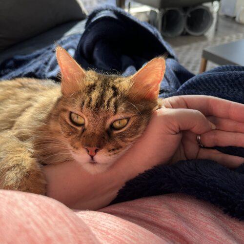 Enlarge Alexandria, a Adoptable Domestic Long Hair in Toronto, ON image 4/5