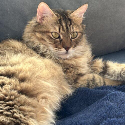 Enlarge Alexandria, a Adoptable Domestic Long Hair in Toronto, ON image 5/5