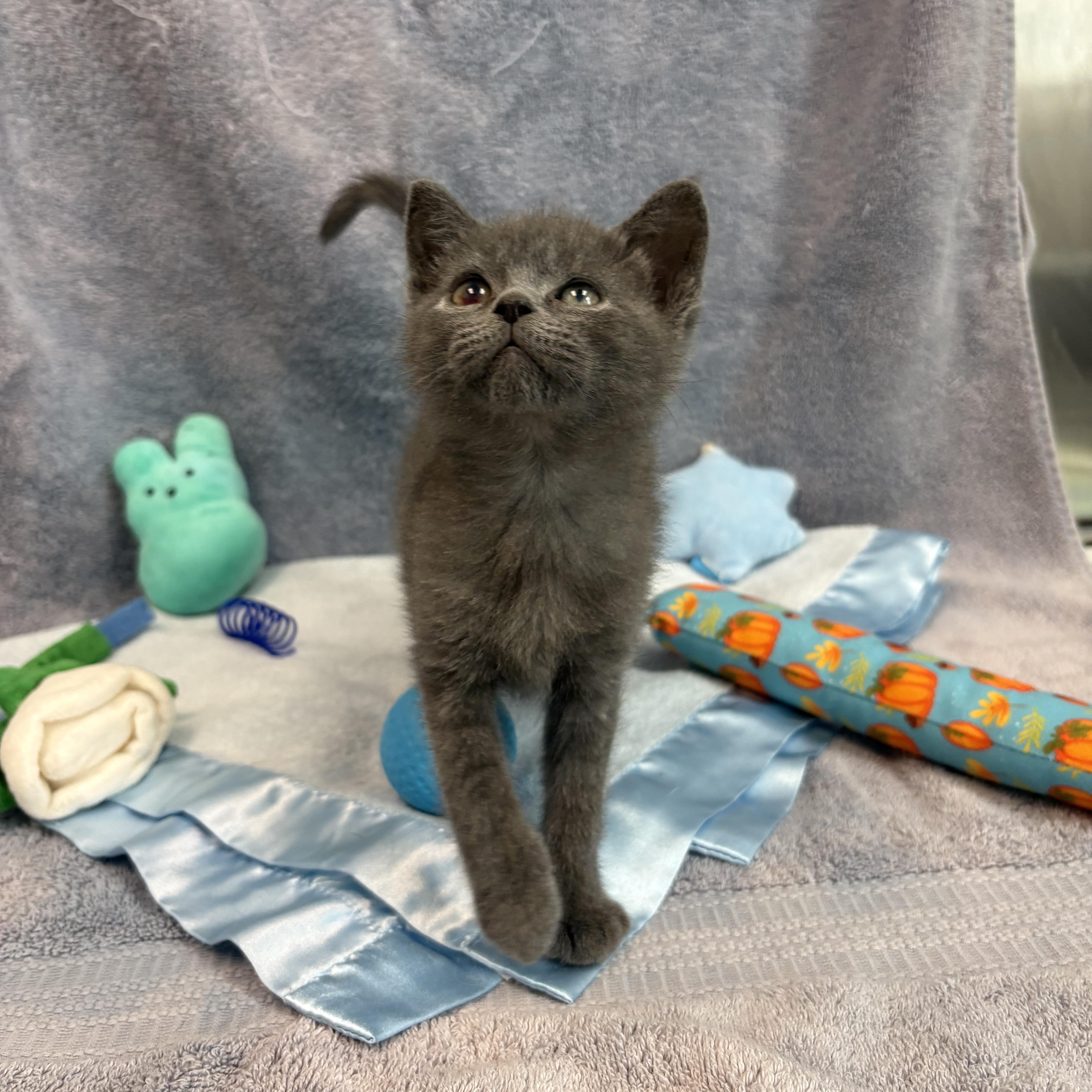 Enlarge Panda, a Adoptable Domestic Short Hair in Bear, DE image 1/3