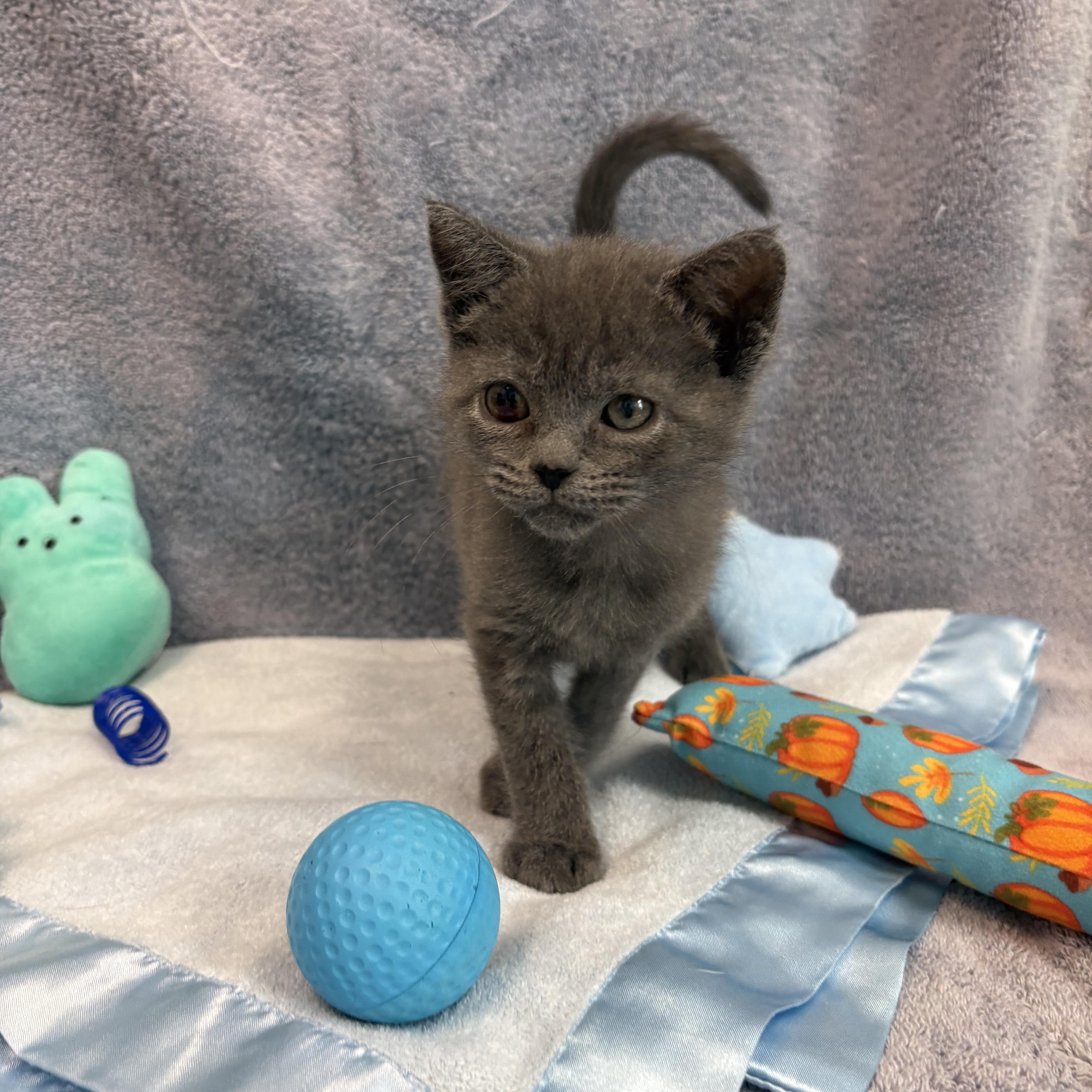 Enlarge Panda, a Adoptable Domestic Short Hair in Bear, DE image 2/3