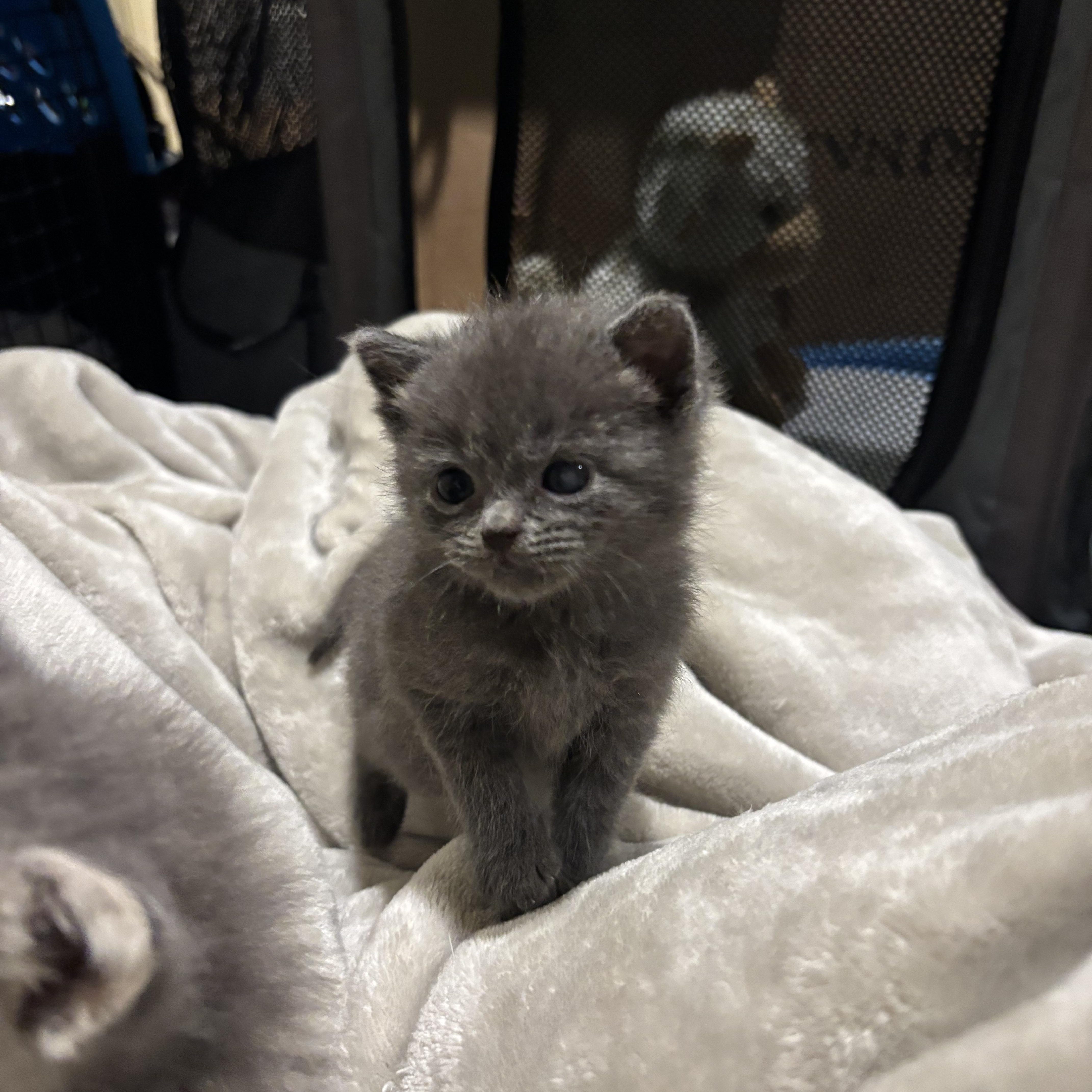 Enlarge Panda, a Adoptable Domestic Short Hair in Bear, DE image 3/3