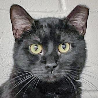 Spider, Adoptable, Kitten Male Bombay & Domestic Short Hair.