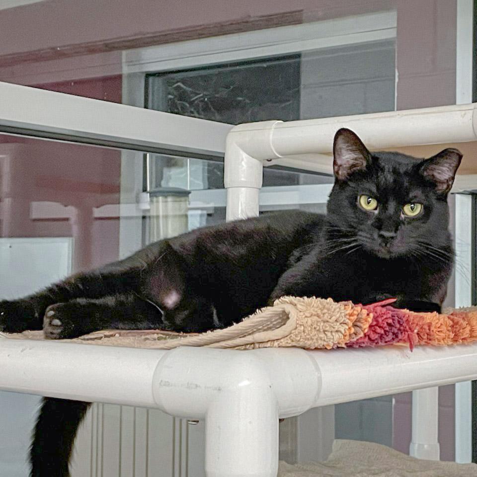 Enlarge Spider, a Adoptable mixed breed in Huntley, IL image 4/6