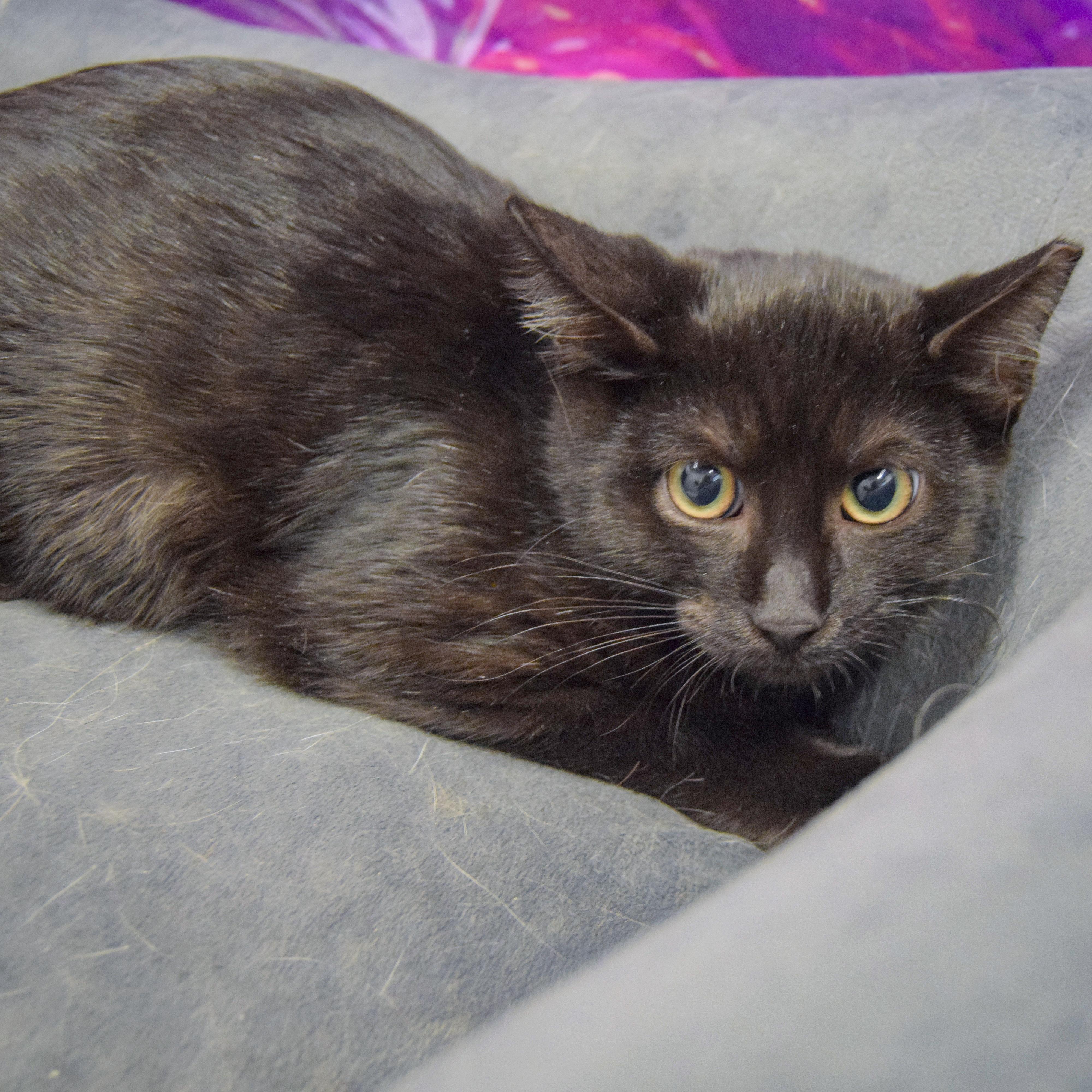Enlarge Spider, a Adoptable mixed breed in Huntley, IL image 6/6