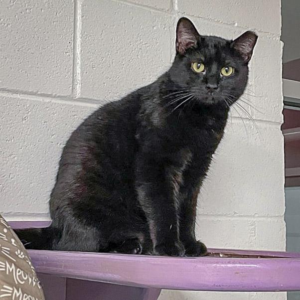 Enlarge Spider, a Adoptable mixed breed in Huntley, IL image 3/6