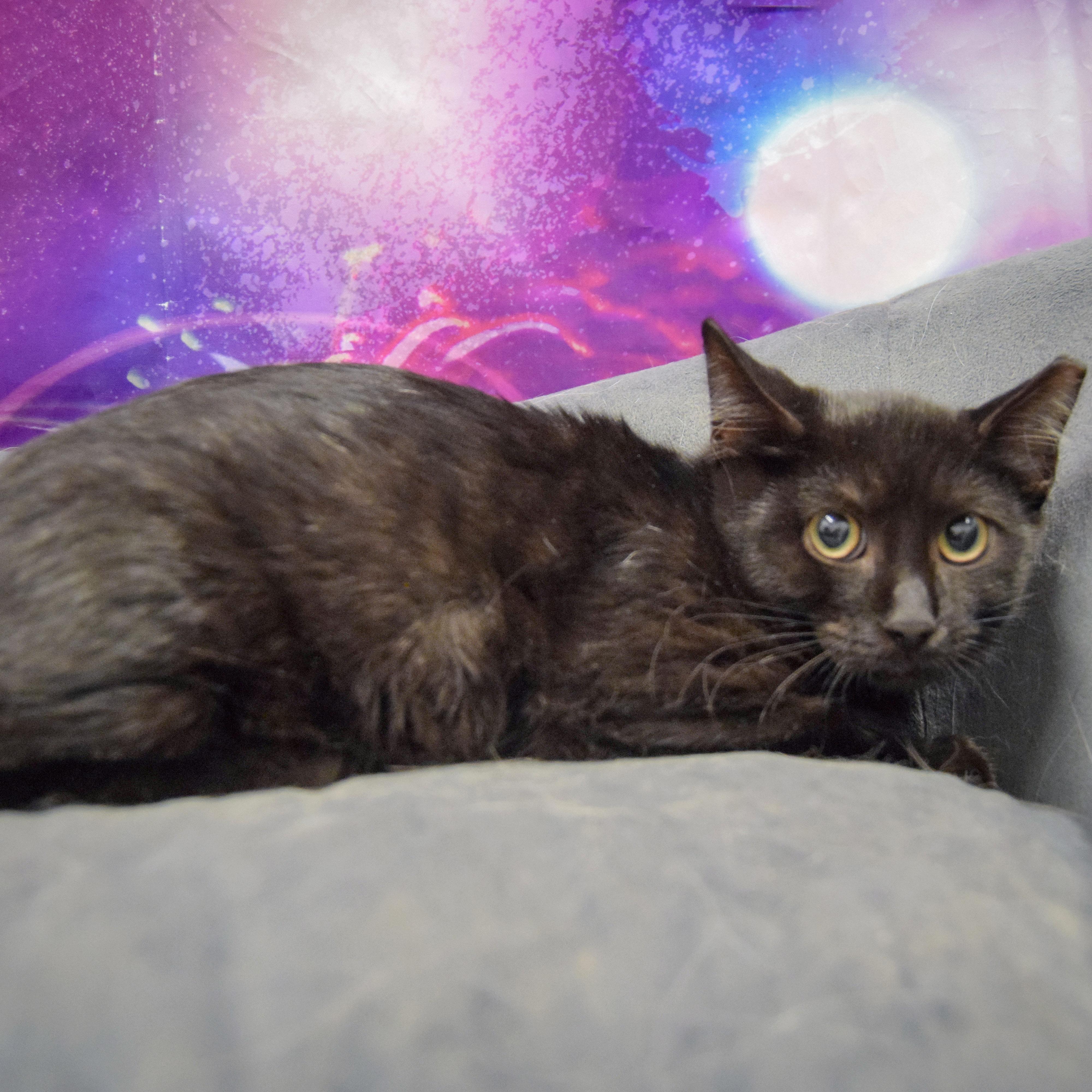 Enlarge Spider, a Adoptable mixed breed in Huntley, IL image 5/6