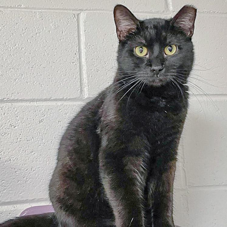 Enlarge Spider, a Adoptable mixed breed in Huntley, IL image 2/6