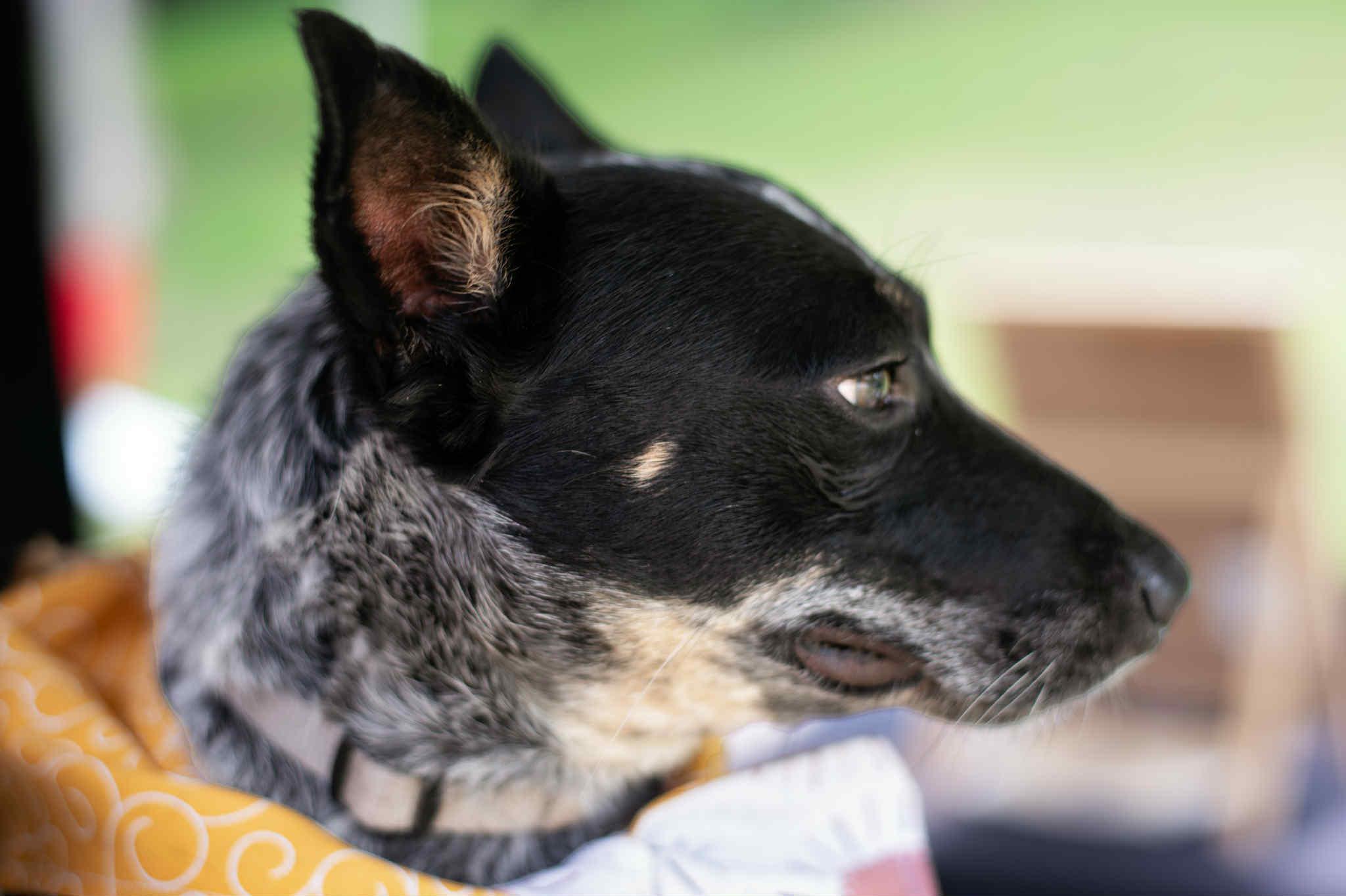 Taz, a Adoptable mixed breed in Whitewater, WI image 2/6