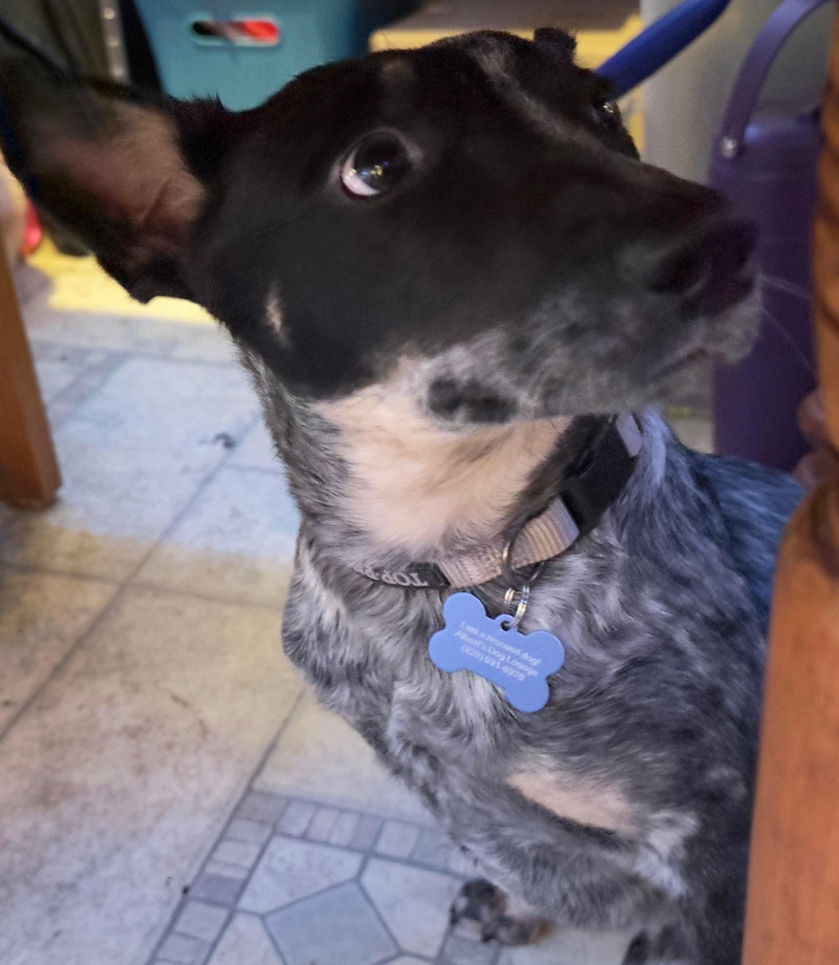 Taz, a Adoptable mixed breed in Whitewater, WI image 5/6