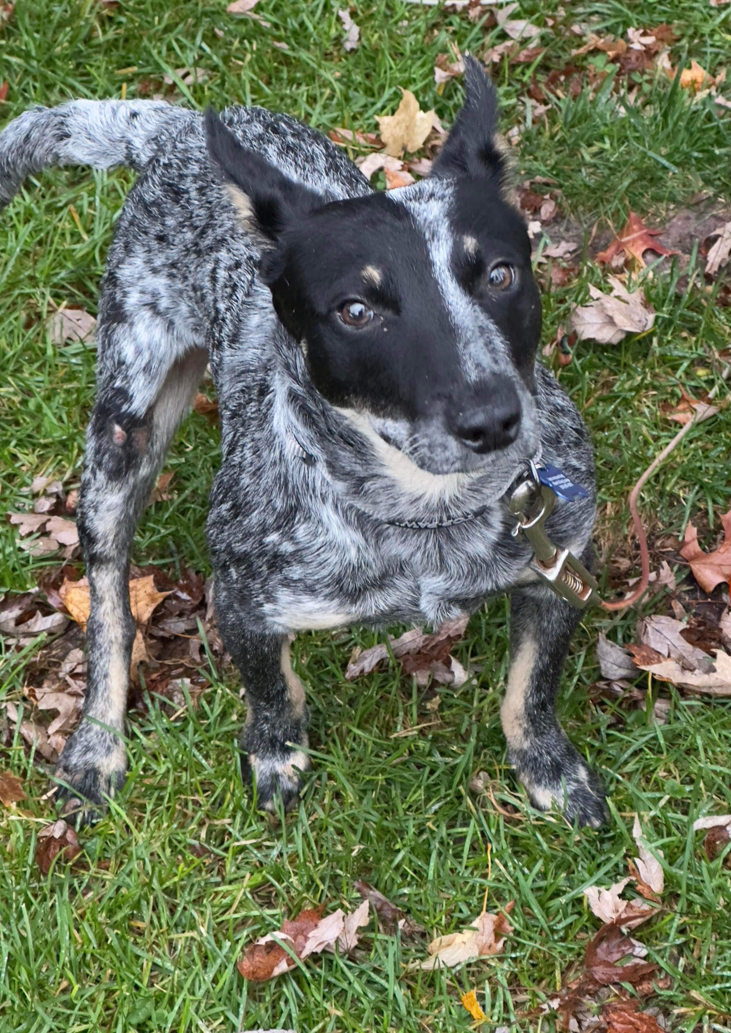 Taz, Young Male Australian Cattle Dog / Blue Heeler