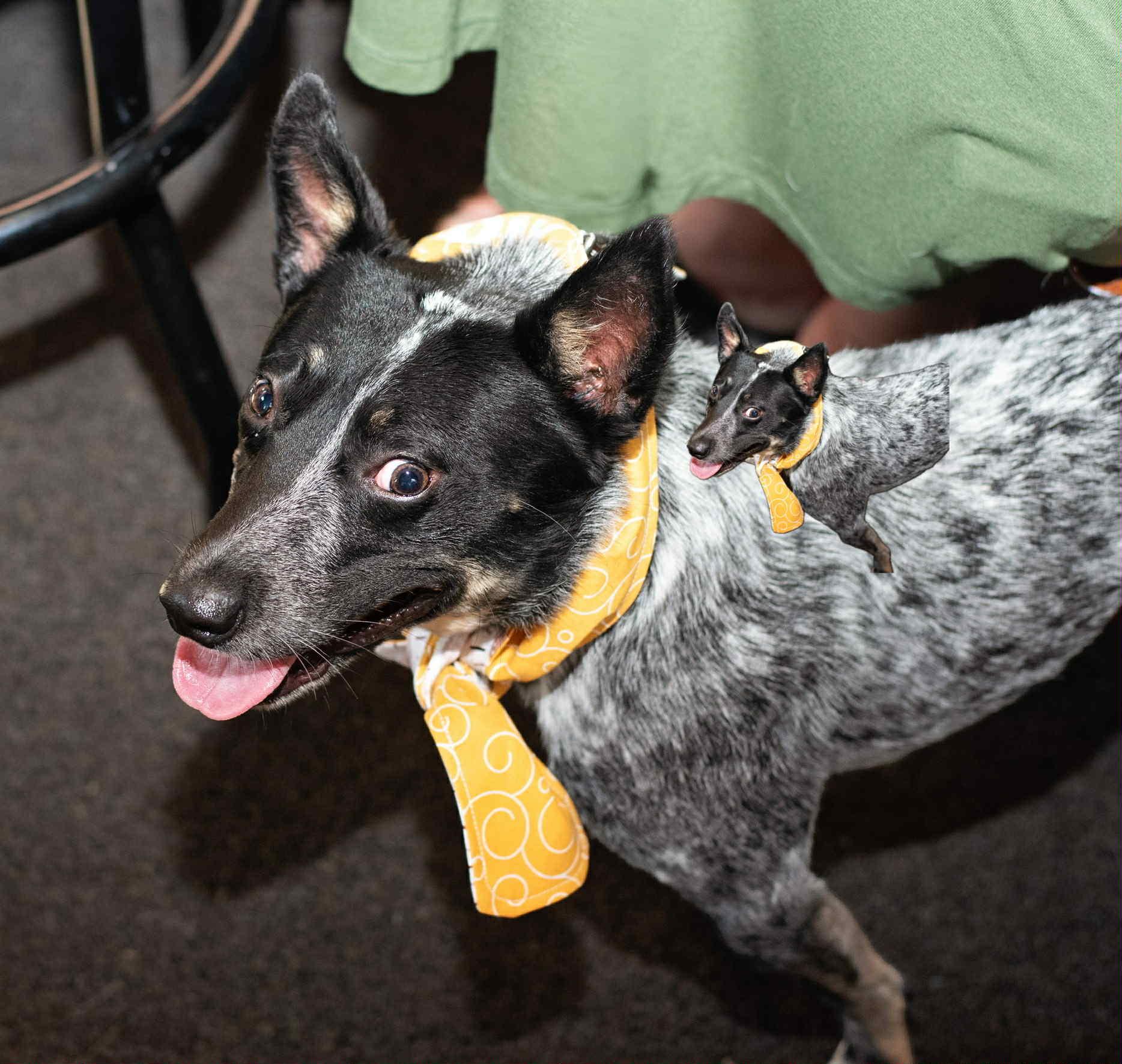 Taz, Adoptable, Young Male Australian Cattle Dog / Blue Heeler.