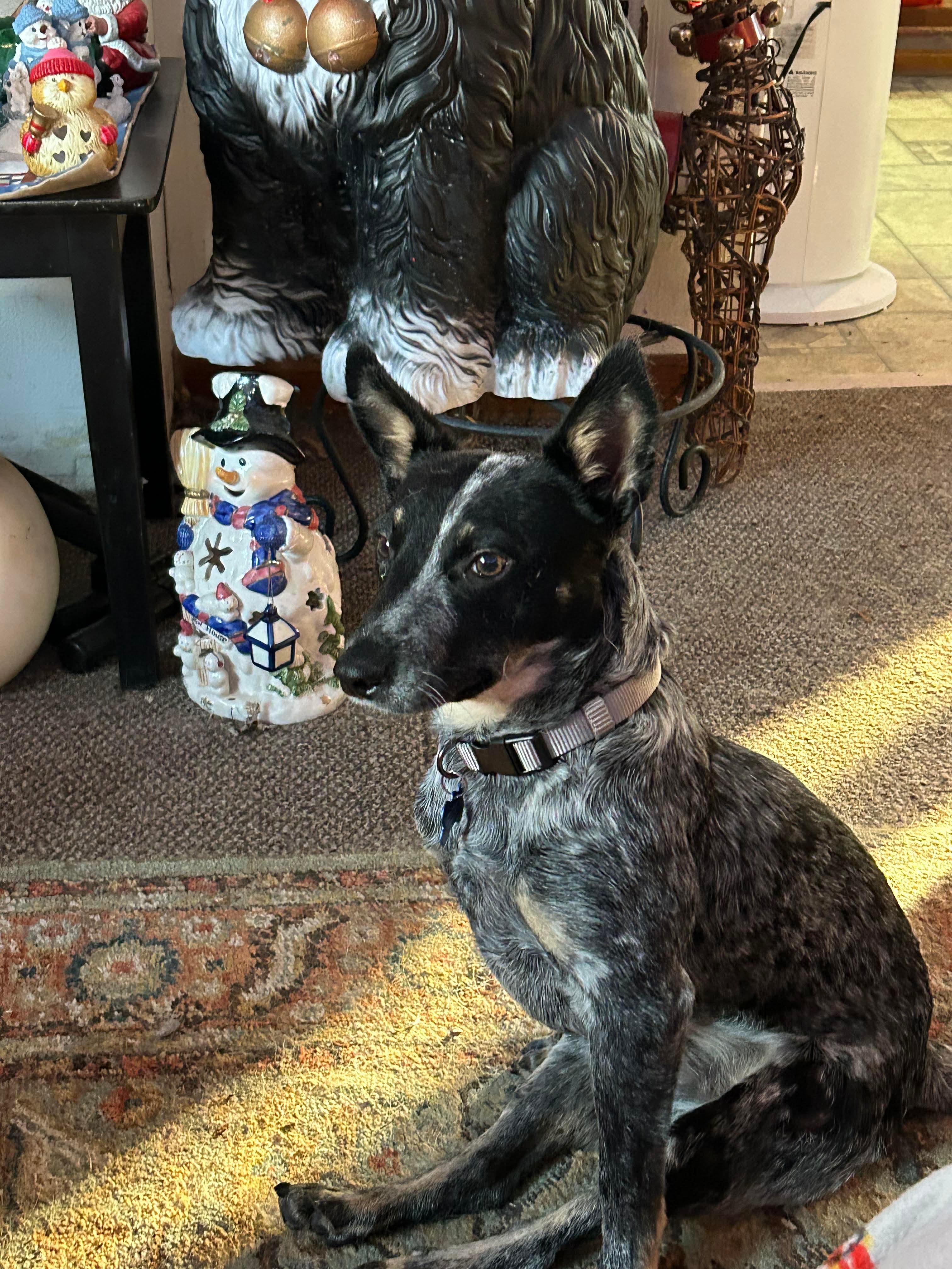 Taz, a Adoptable mixed breed in Whitewater, WI image 6/6