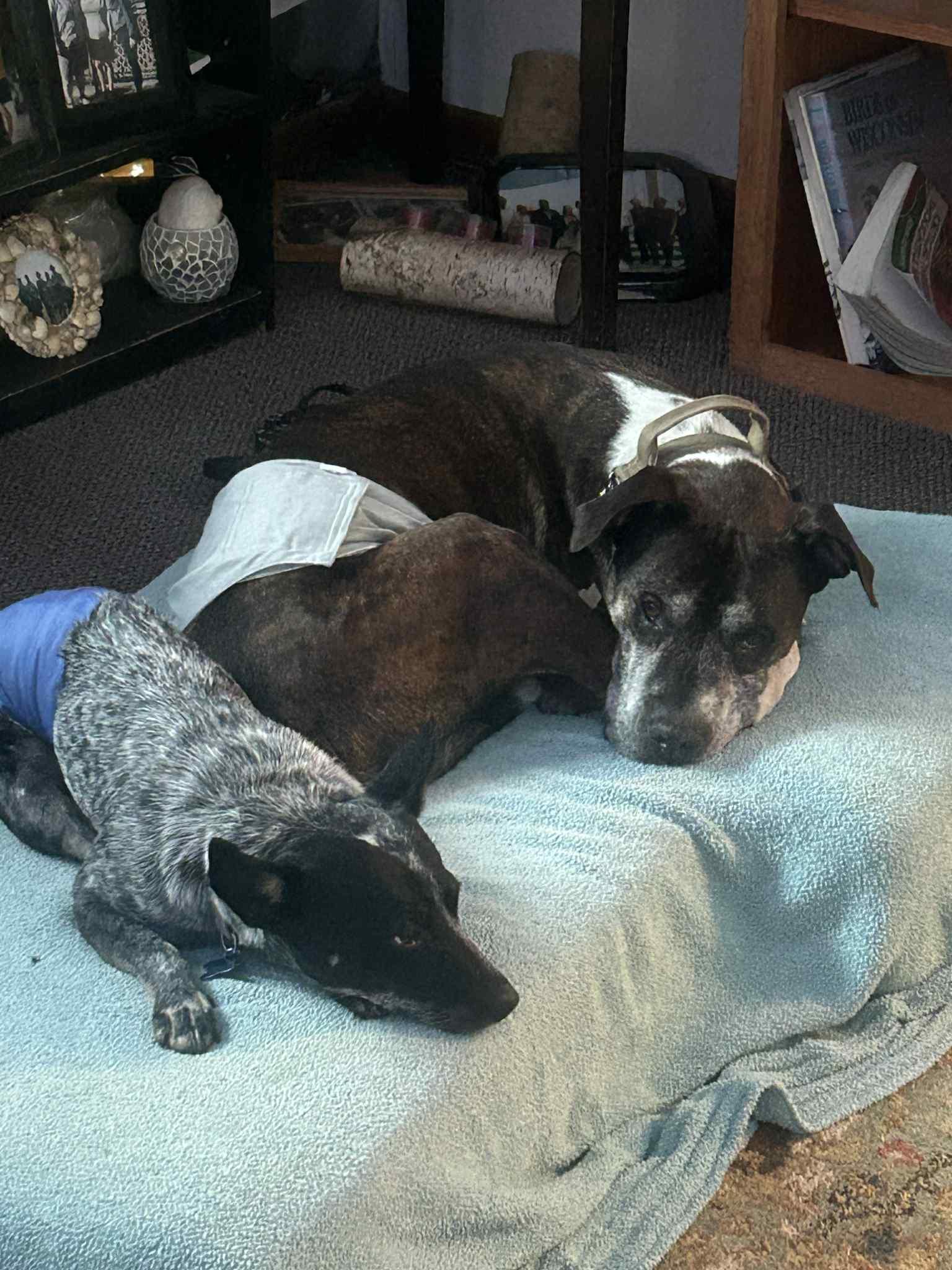 Taz, a Adoptable mixed breed in Whitewater, WI image 3/6