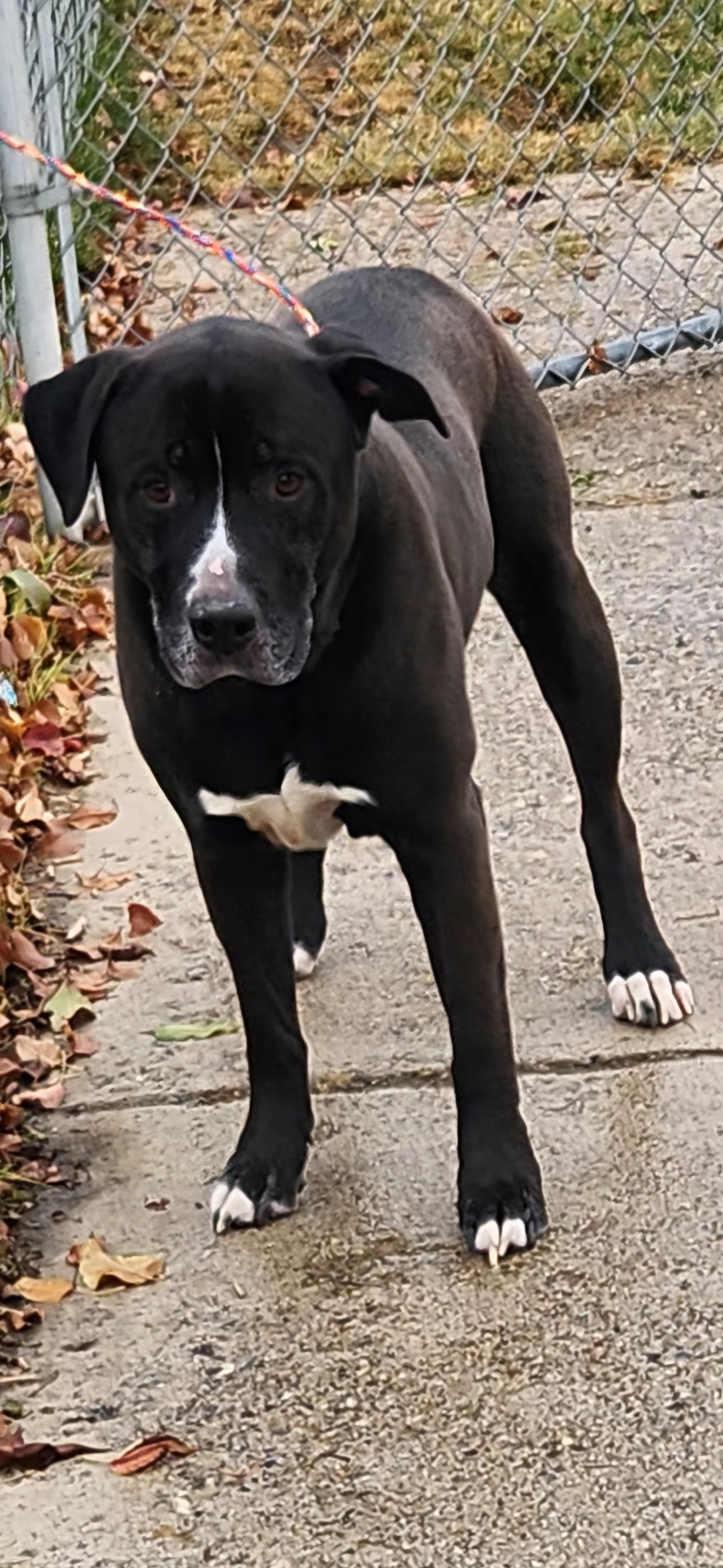 Dog for adoption Raider, a Black Labrador Retriever Mix in Elko, NV