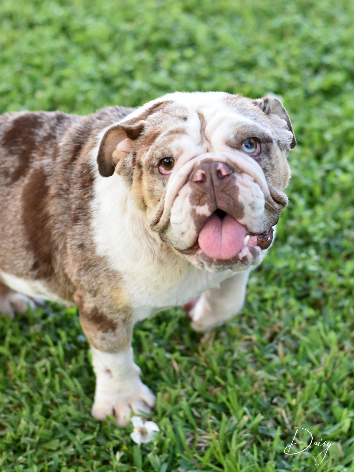 Daisy, Adoptable, Adult Female English Bulldog.