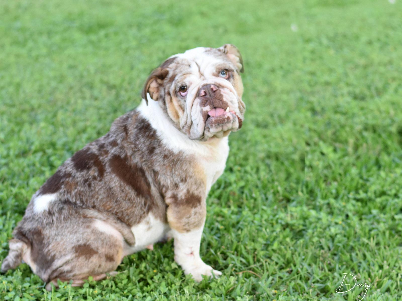 Daisy, a Adoptable English Bulldog in Montgomery, TX image 2/3