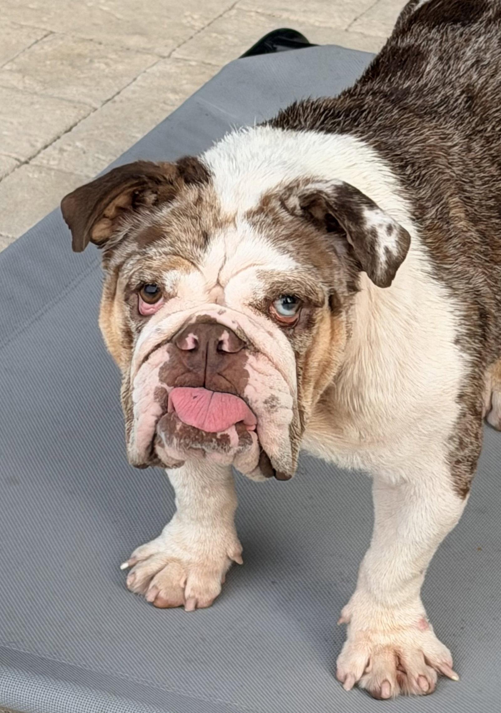 Daisy, a Adoptable English Bulldog in Montgomery, TX image 3/3