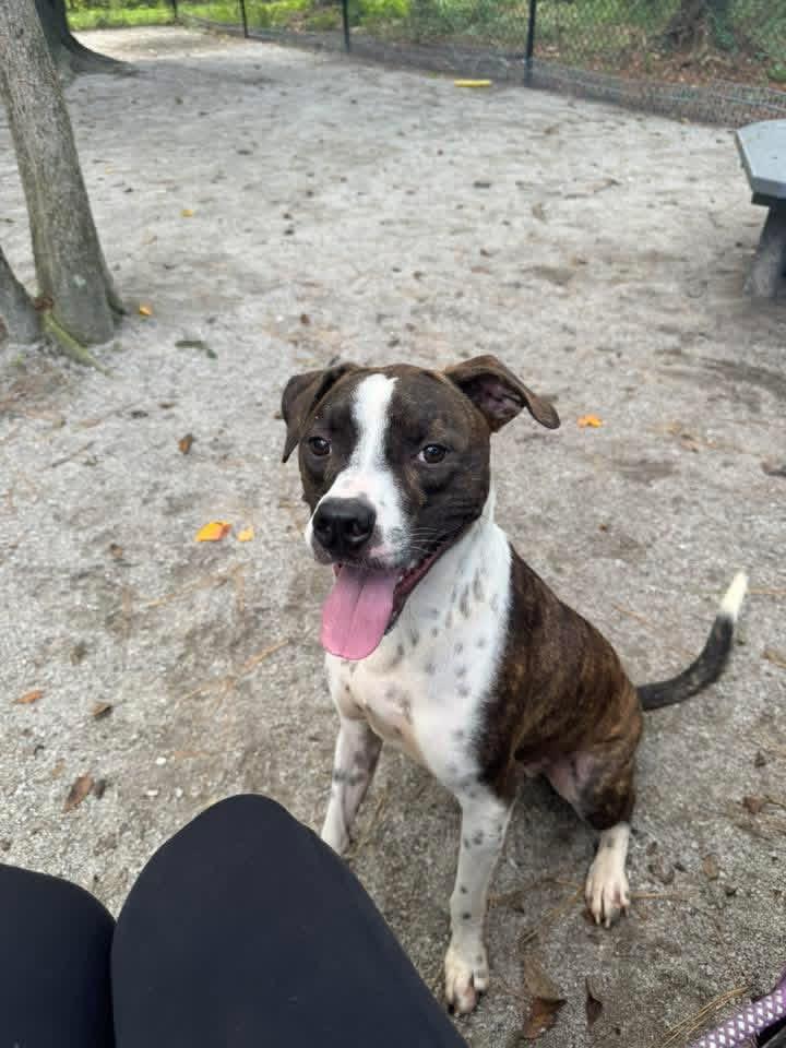 Taz