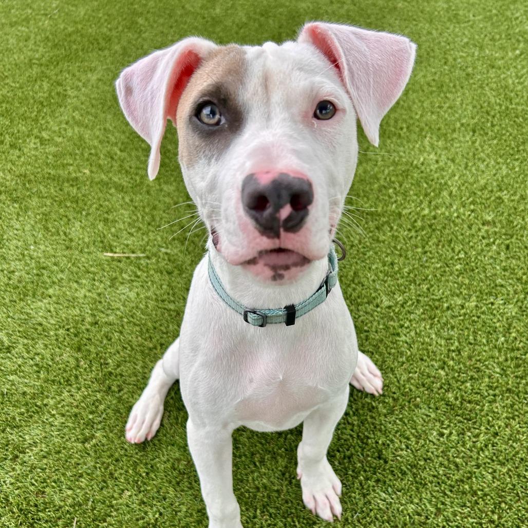 Enlarge Tate, a Adoptable Mixed Breed in Bradenton, FL image 1/3