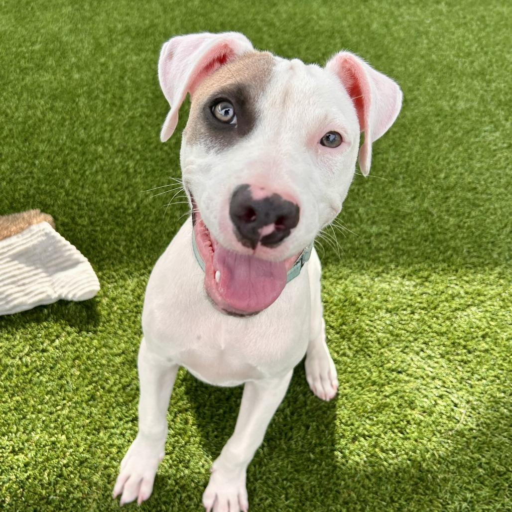 Enlarge Tate, a Adoptable Mixed Breed in Bradenton, FL image 2/3