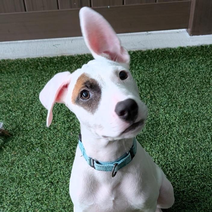Tate, Adoptable, Puppy Male Mixed Breed.