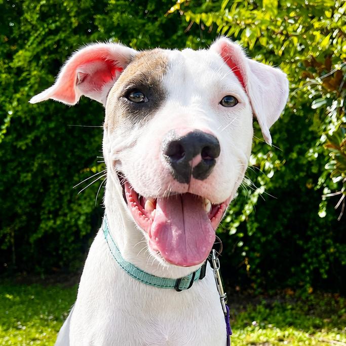 Enlarge Tate, a Adoptable Mixed Breed in Bradenton, FL image 3/3