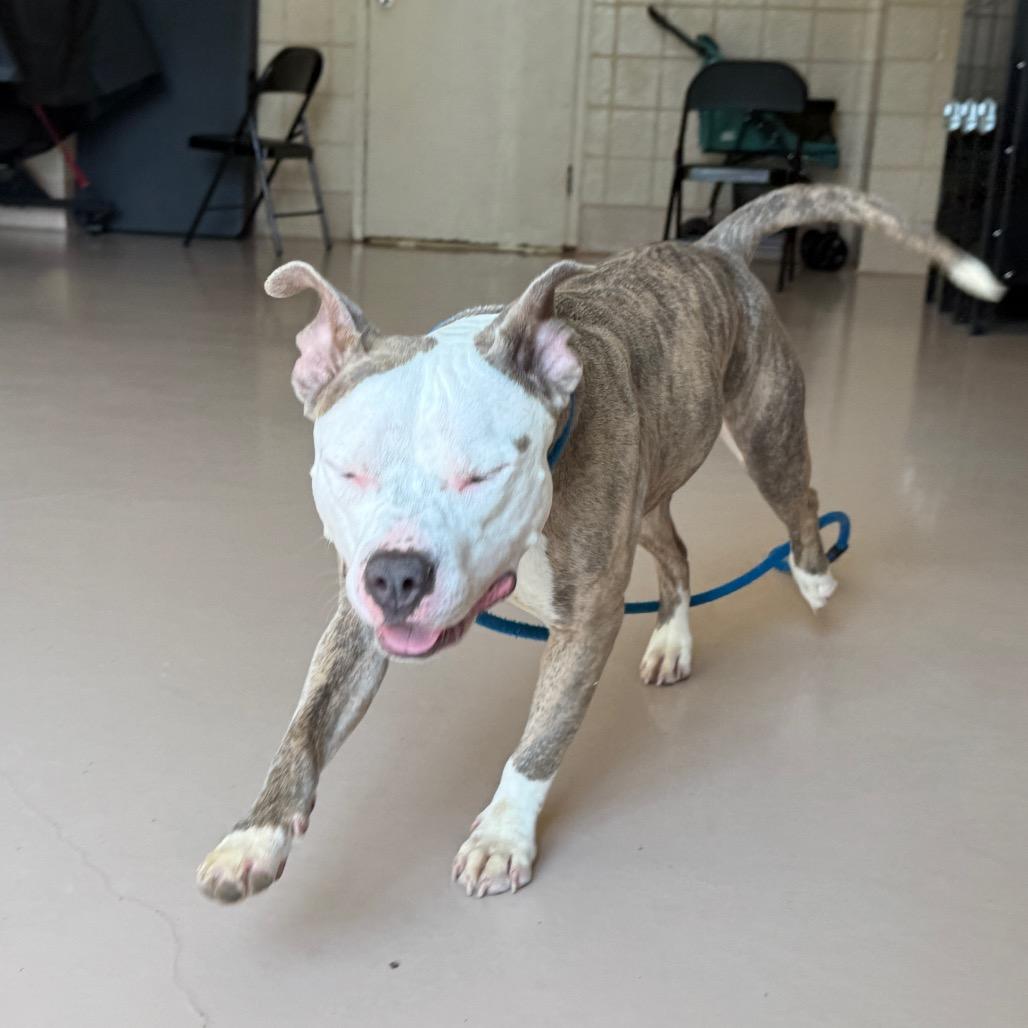 "Princess Poppy", Adoptable, Adult Female American Staffordshire Terrier.
