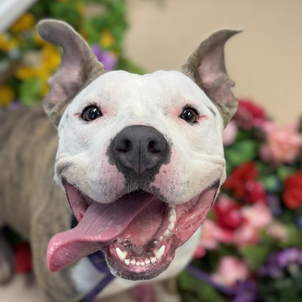"Princess Poppy", a Adoptable American Staffordshire Terrier in Perkiomenville, PA image 2/6