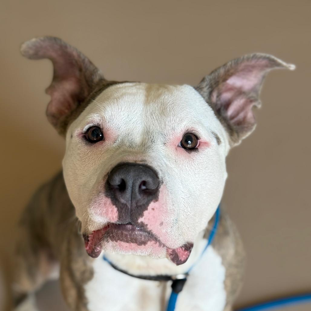 "Princess Poppy", a Adoptable American Staffordshire Terrier in Perkiomenville, PA image 3/6