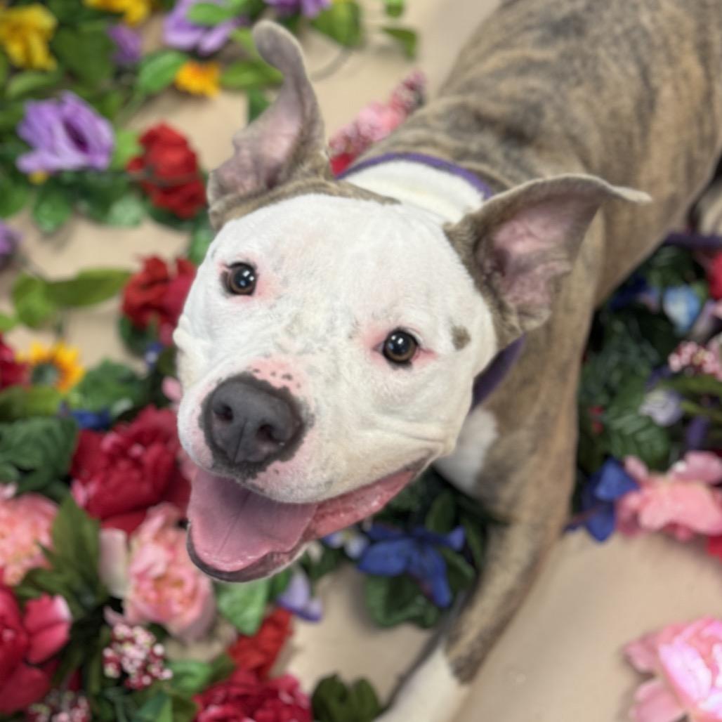 "Princess Poppy", a Adoptable American Staffordshire Terrier in Perkiomenville, PA image 4/6