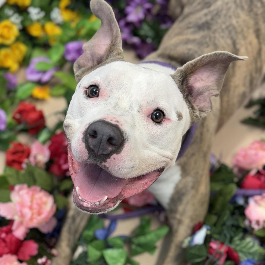"Princess Poppy", a Adoptable American Staffordshire Terrier in Perkiomenville, PA image 5/6