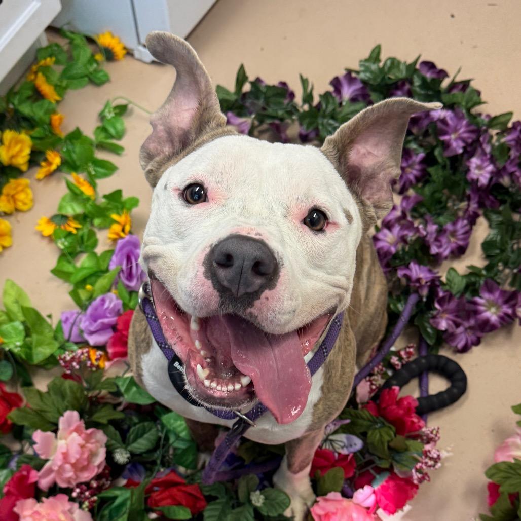 "Princess Poppy", a Adoptable American Staffordshire Terrier in Perkiomenville, PA image 6/6
