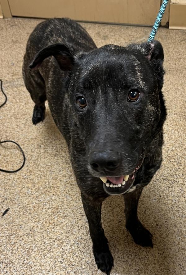 Ira, Adoptable, Adult Male Dutch Shepherd.