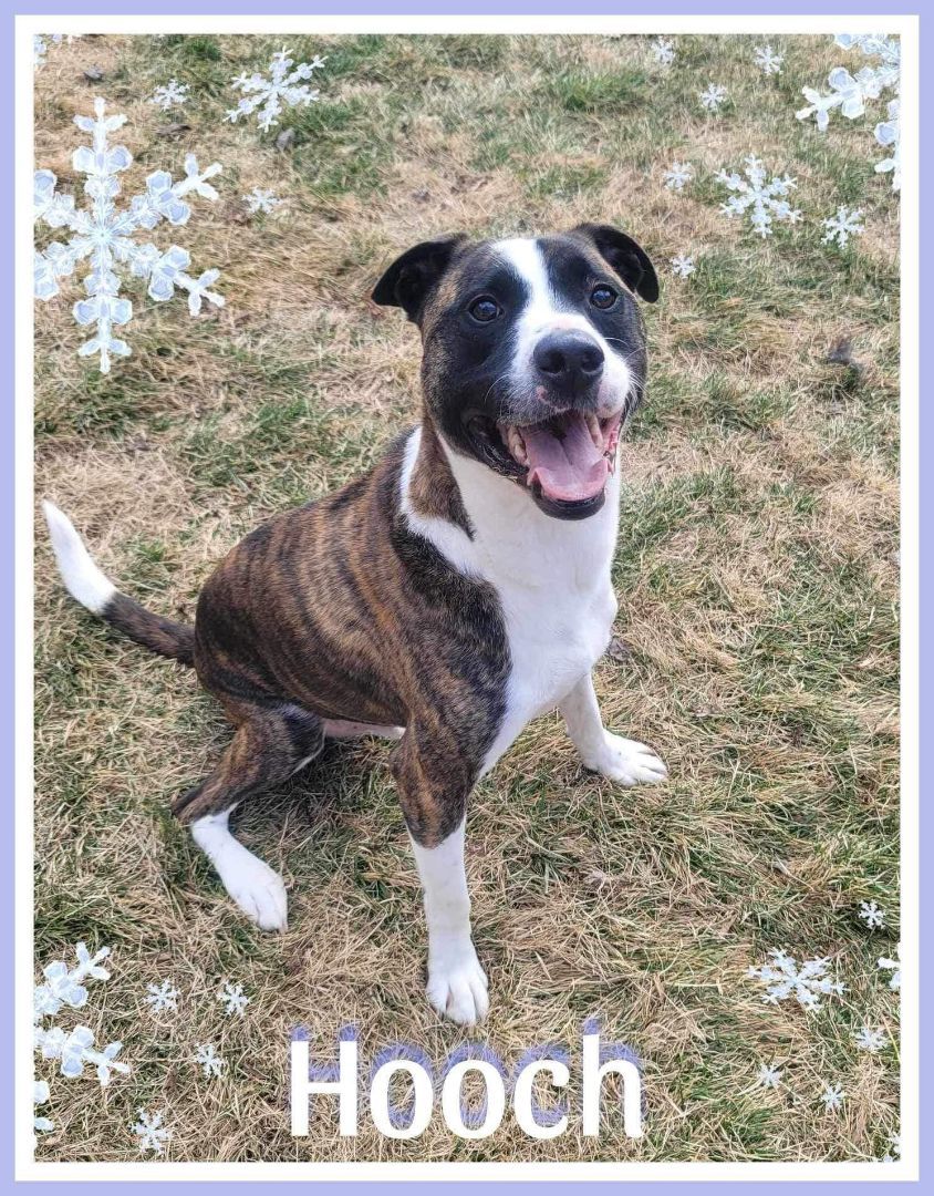 Enlarge Hooch, a Adopted mixed breed in Hughesville, MD image 1/1