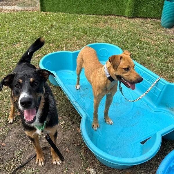 Bella Beauty Queen — thumbnail 3