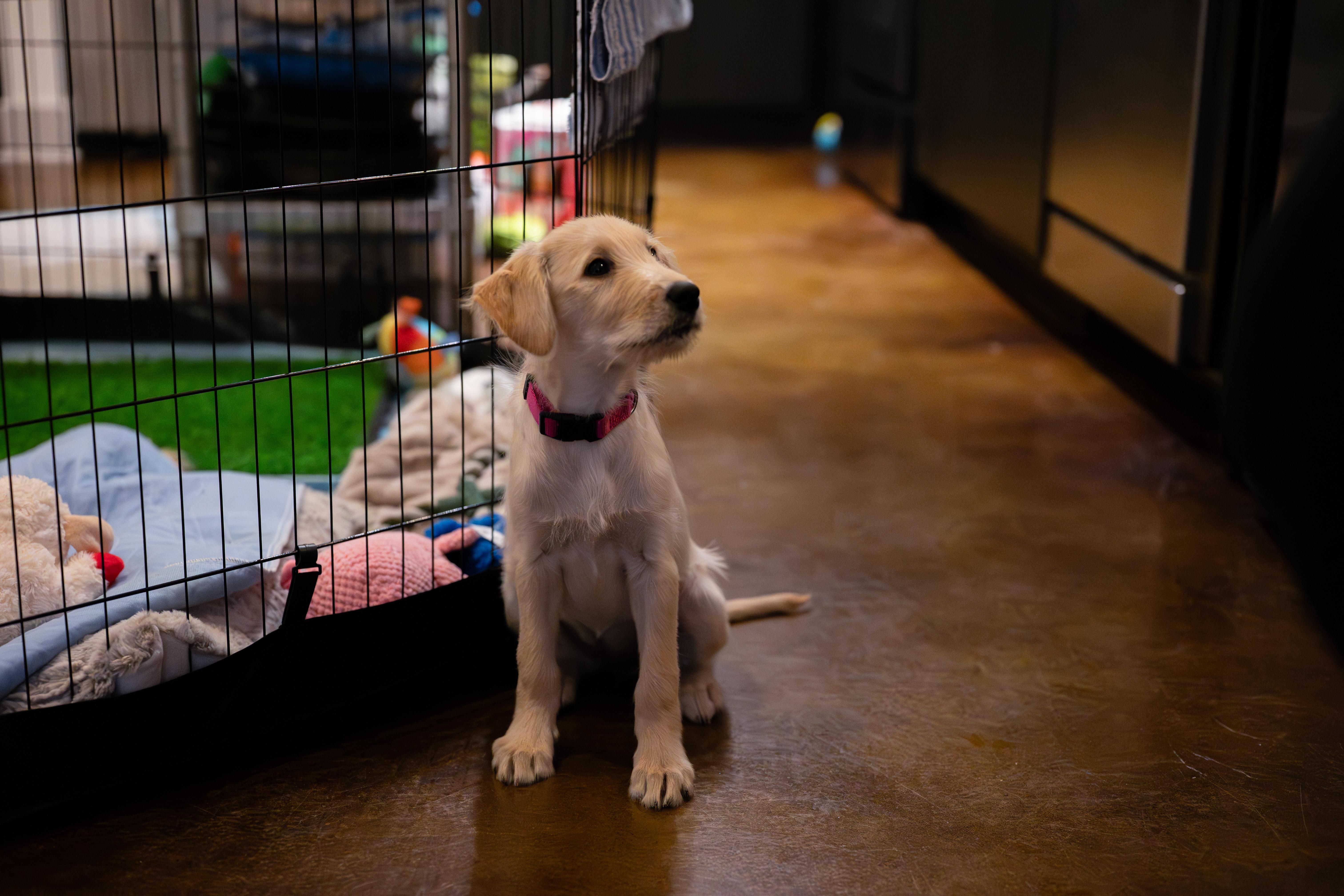 Meadow, an adopted mixed breed in Washington, DC image 5/6