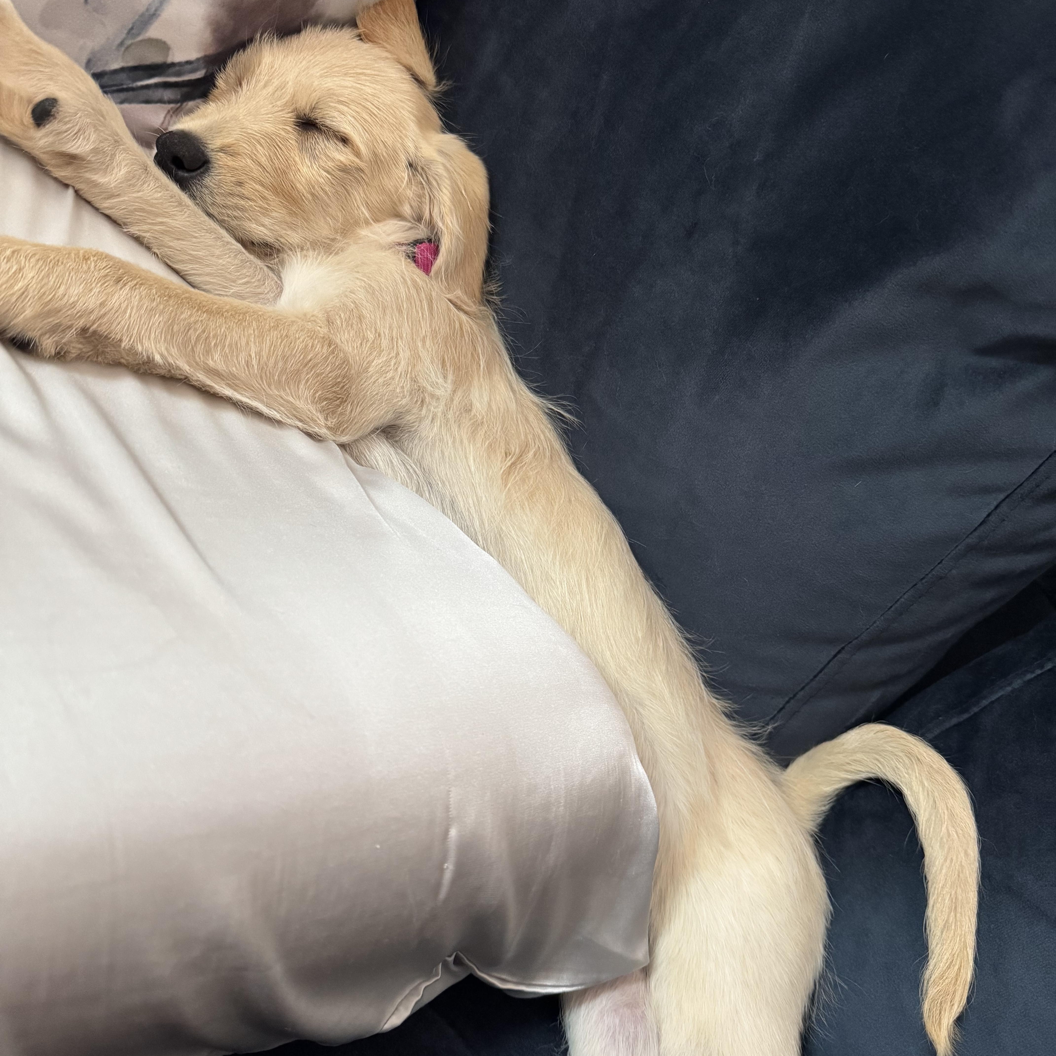 Meadow, an adopted mixed breed in Washington, DC image 2/6