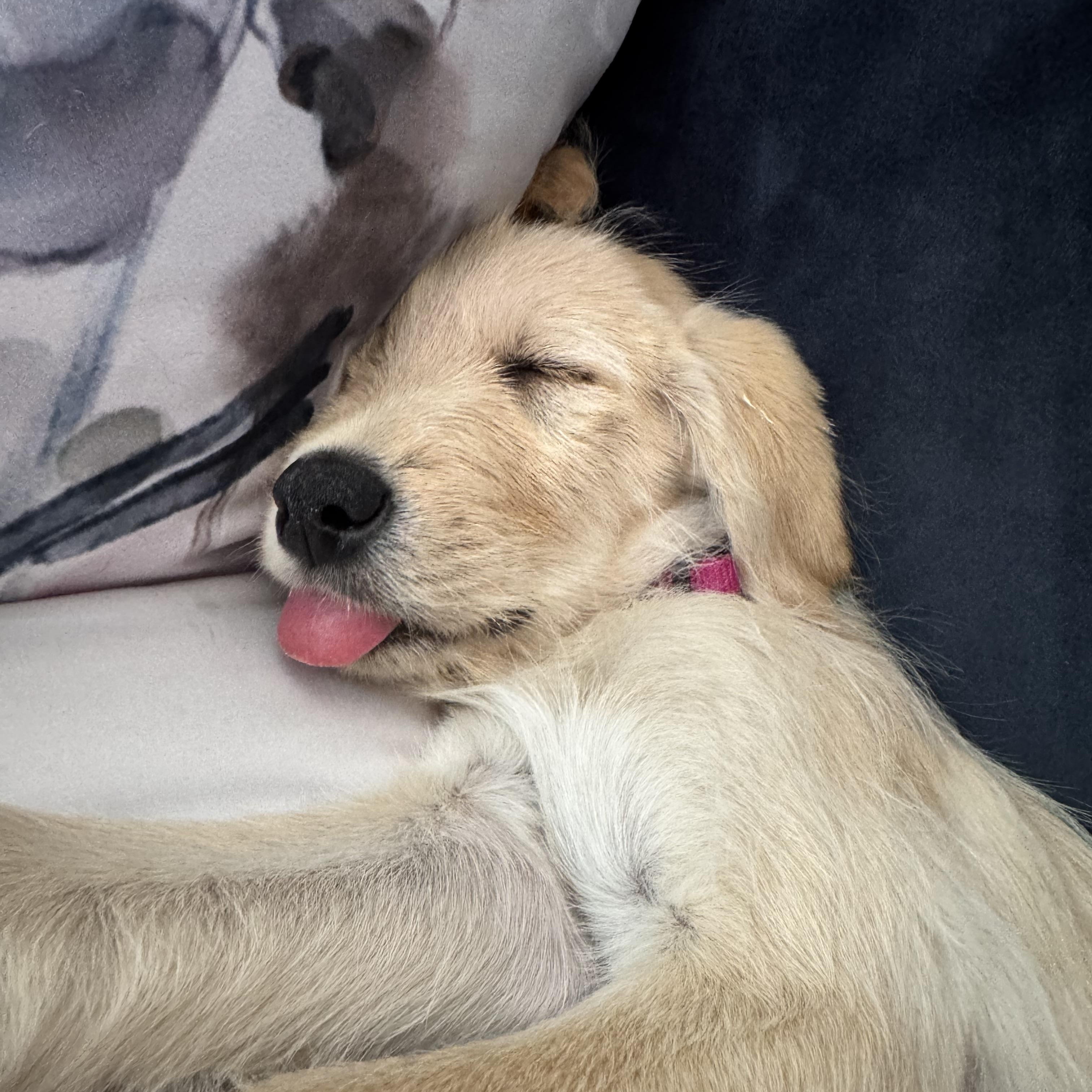 Meadow, an adopted mixed breed in Washington, DC image 1/6