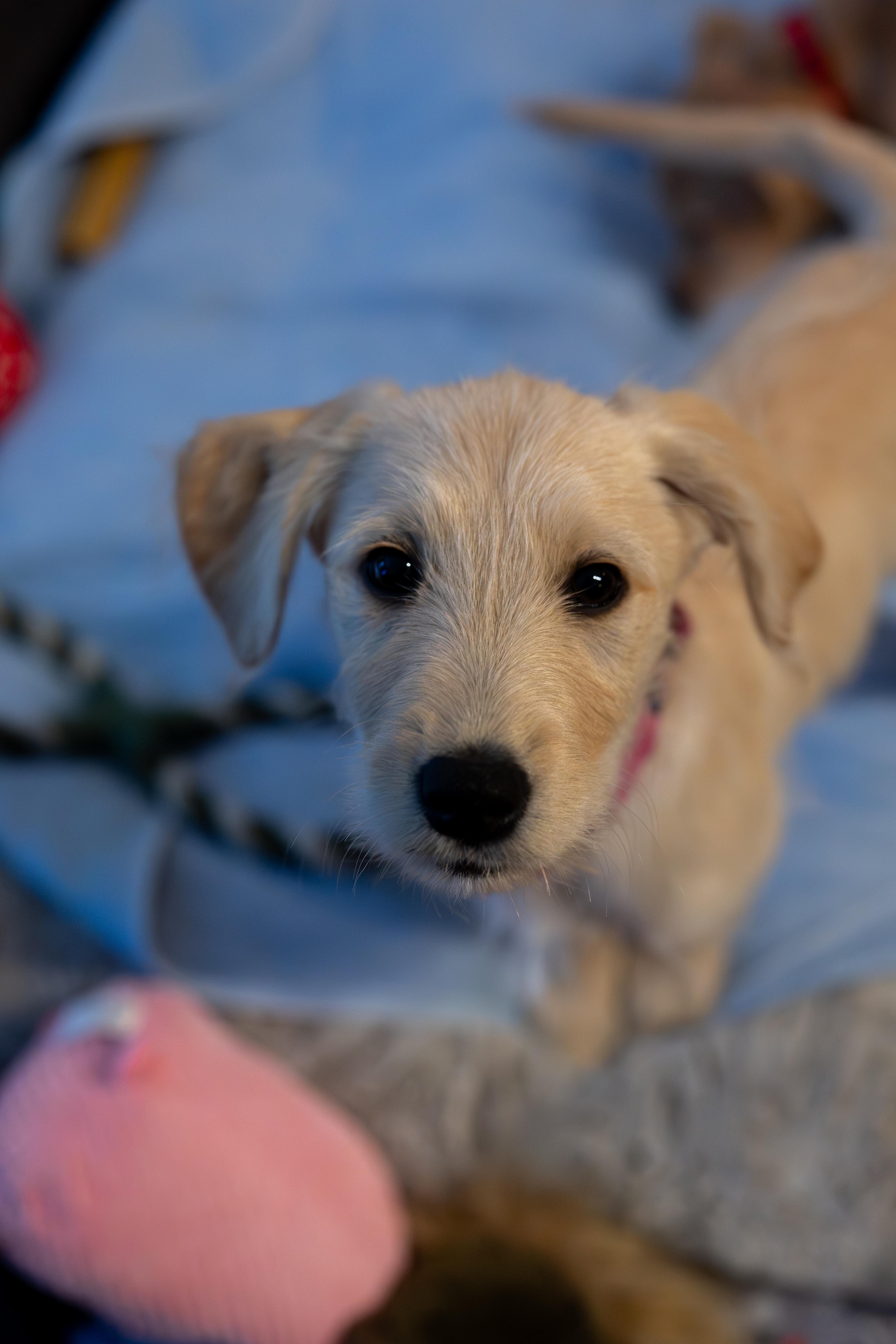Meadow, an adopted mixed breed in Washington, DC image 4/6