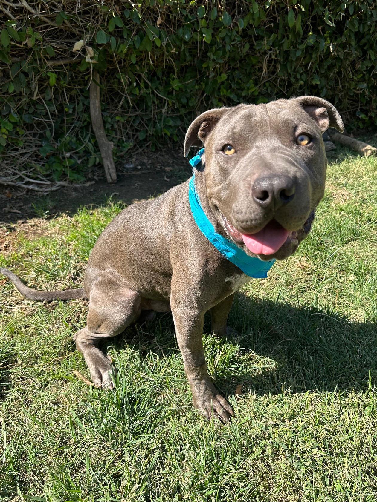 Boris, Adoptable, Adult Male Pit Bull Terrier & Shar-Pei.