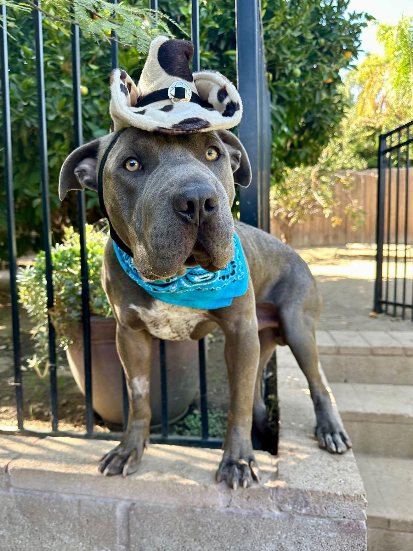 Boris, a Adoptable mixed breed in Redlands, CA image 2/3