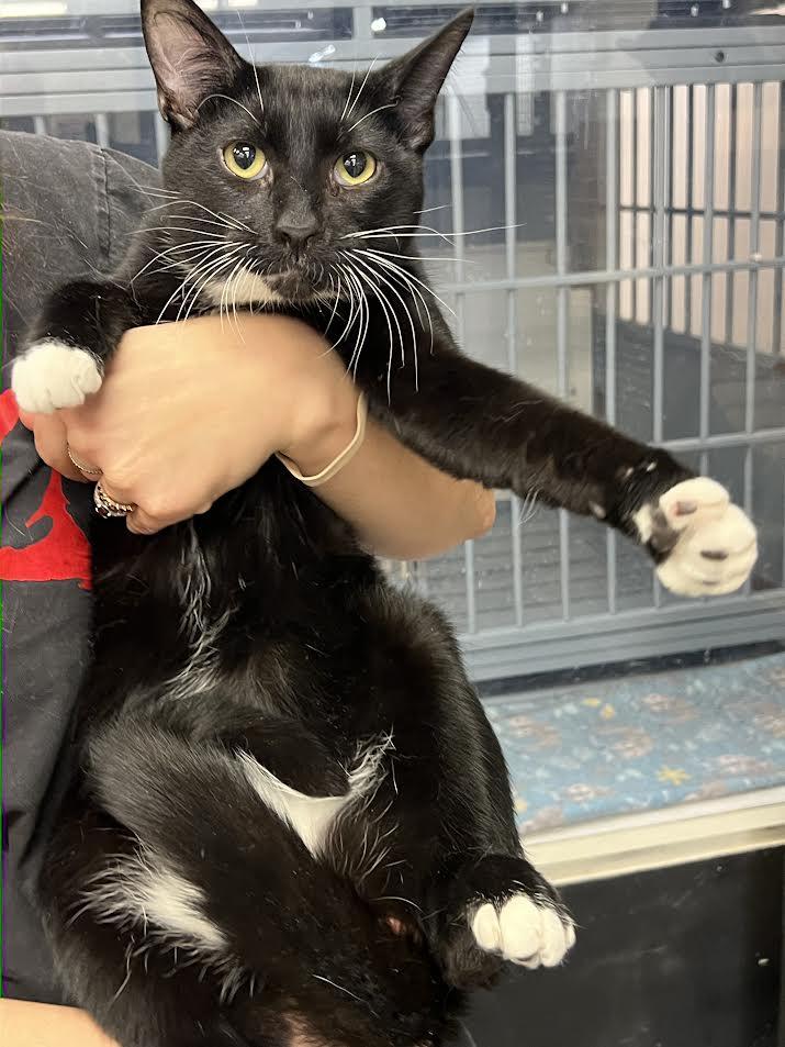 Enlarge Dalton, a Adoptable Domestic Short Hair in South Elgin, IL image 1/4