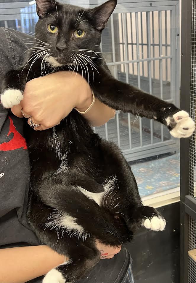 Enlarge Dalton, a Adoptable Domestic Short Hair in South Elgin, IL image 3/4