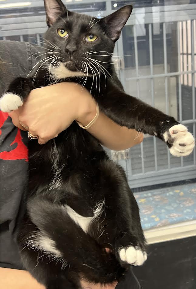 Enlarge Dalton, a Adoptable Domestic Short Hair in South Elgin, IL image 2/4