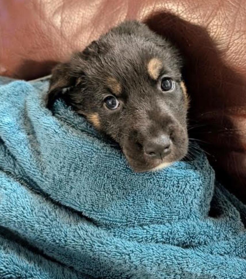 Holly, a ADOPTABLE mixed breed in Calgary, AB image 5/6