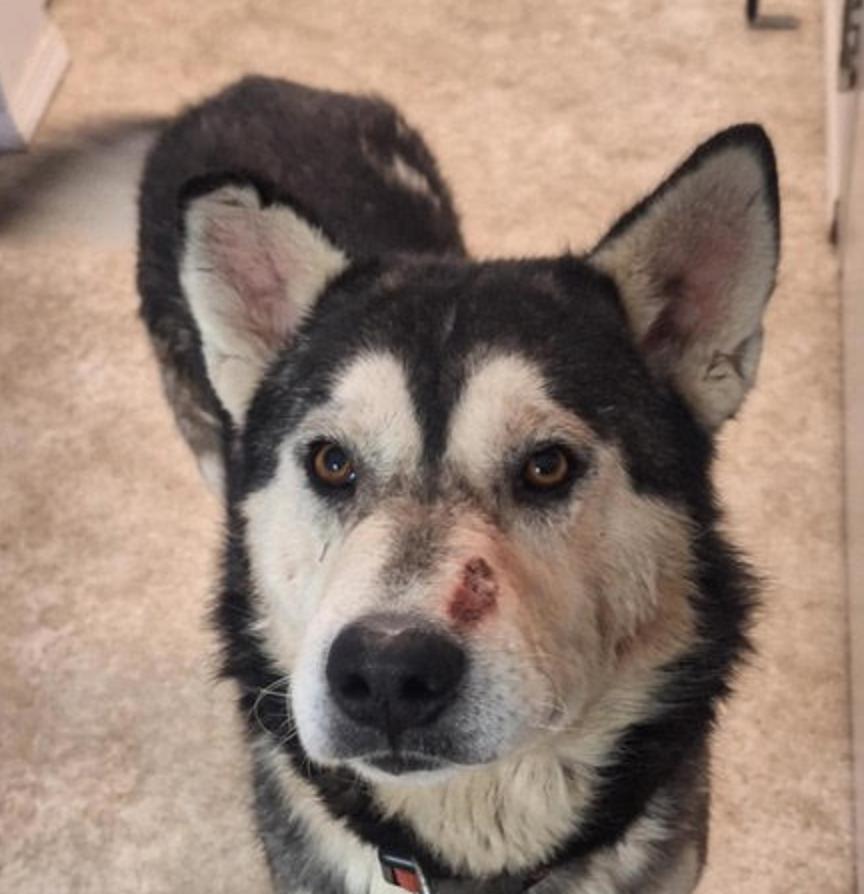 Holly, a ADOPTABLE mixed breed in Calgary, AB image 3/6